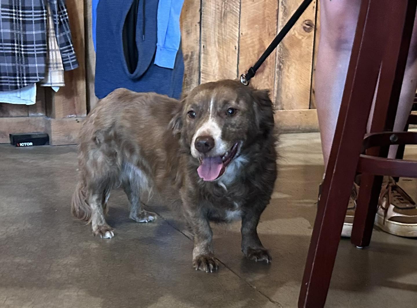 Basil, a Adopted Terrier in Polson, MT image 2/2