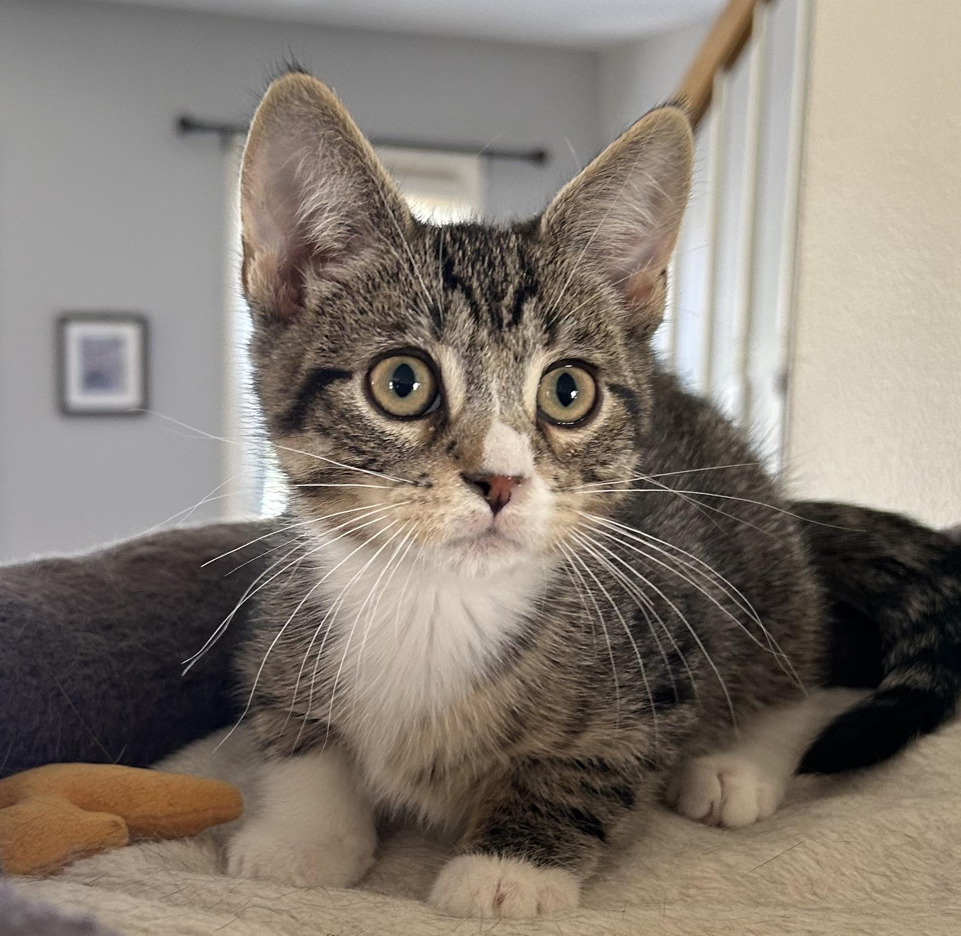 Klay, Baby Male Domestic Short Hair