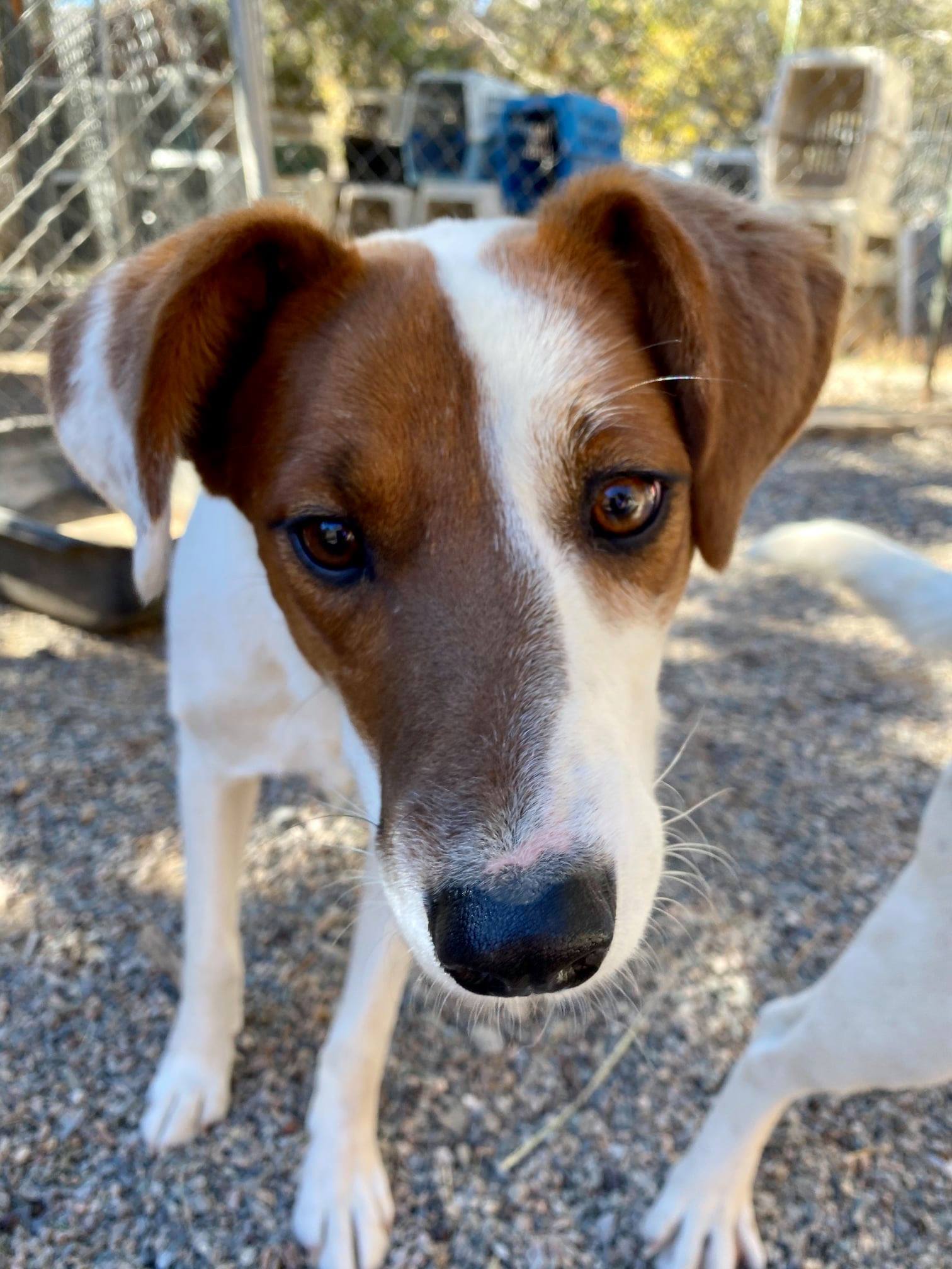 Fiona, Adoptable, Adult Female Australian Cattle Dog / Blue Heeler.
