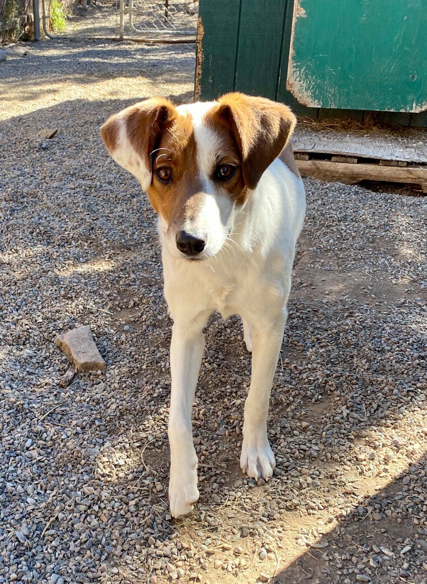 Fiona, a Adoptable mixed breed in Durango, CO image 2/5