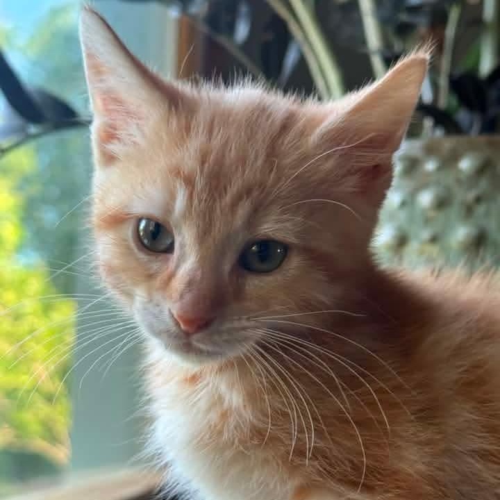 Captain Edward Smith, an adoptable mixed breed in Kentwood, MI image 2/4