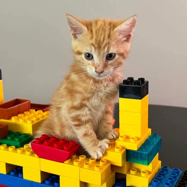 Captain Edward Smith, an adoptable mixed breed in Kentwood, MI image 1/4