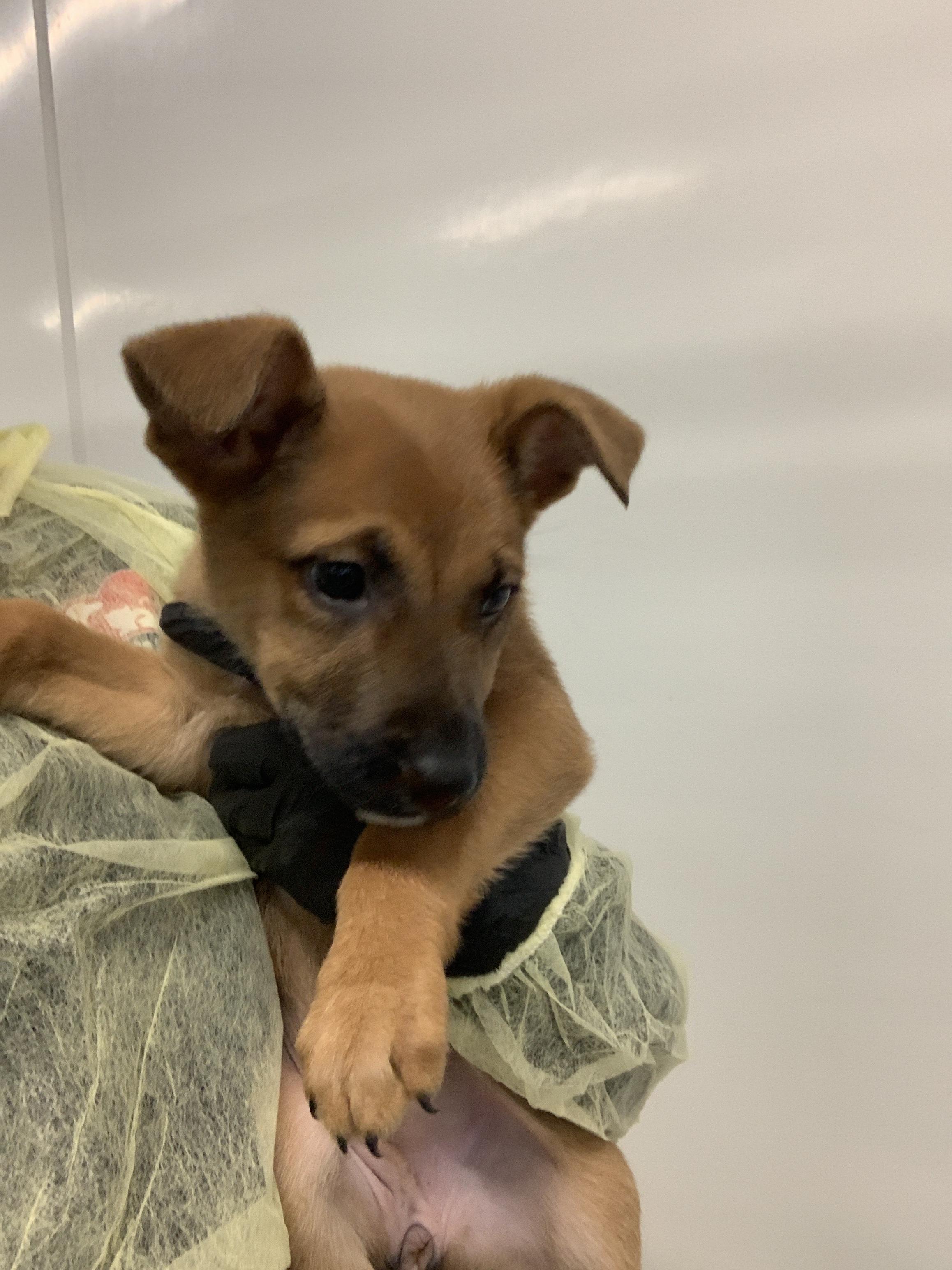 Enlarge Moana, a Adopted mixed breed in Chico, CA image 2/2