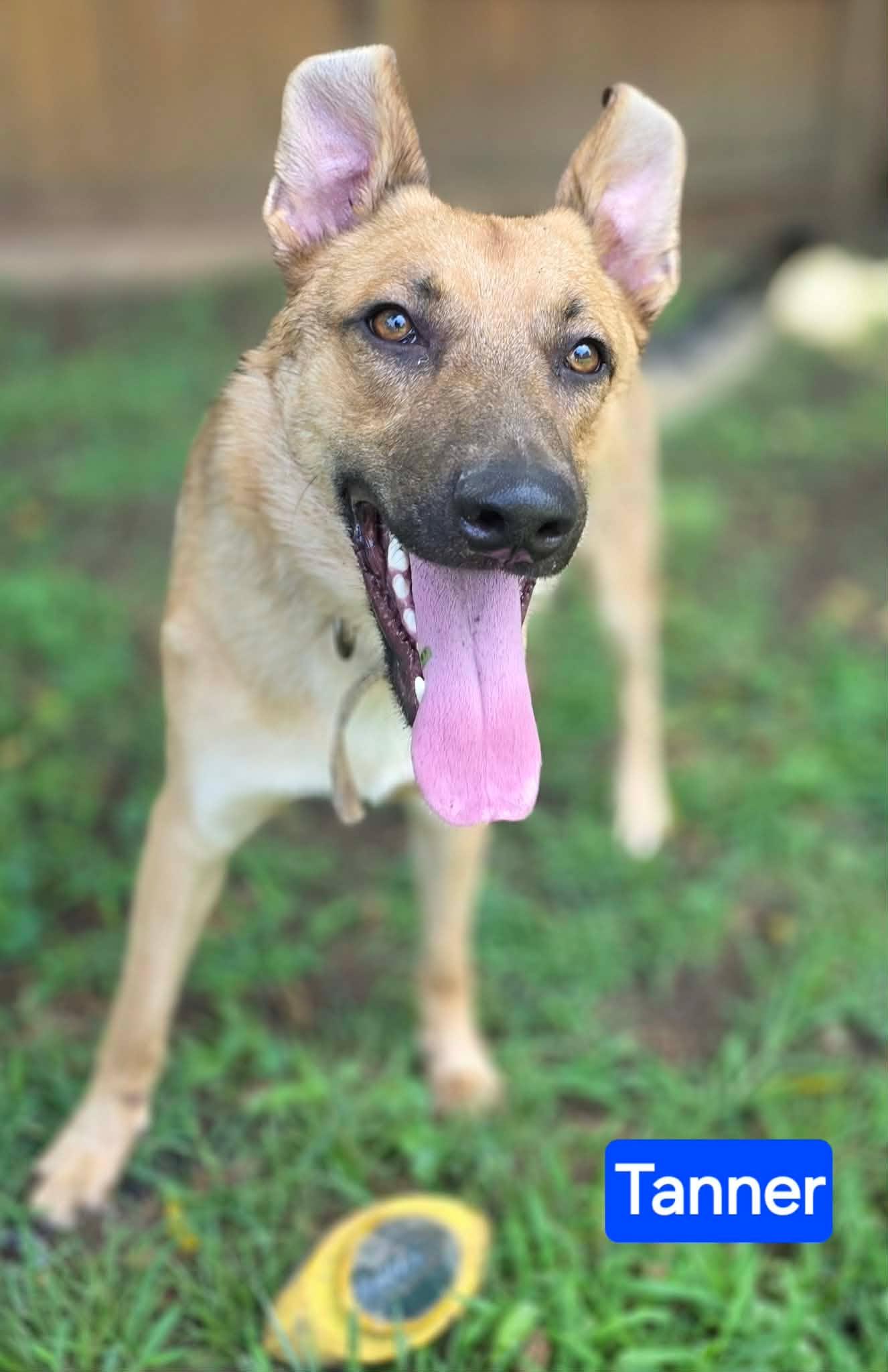 Enlarge Tanner, a Adoptable German Shepherd Dog in Nashua, NH image 4/6