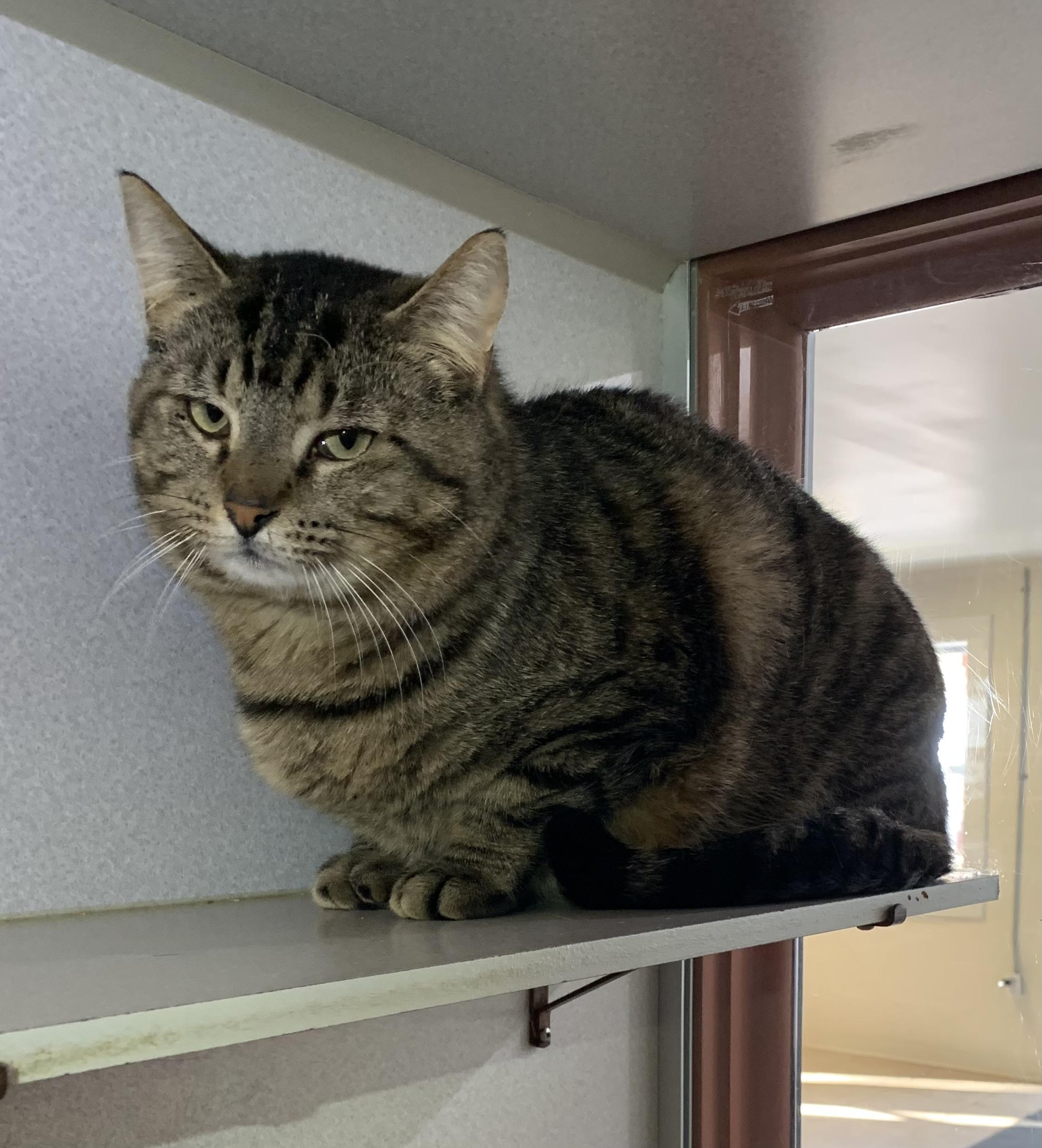 Mister, ADOPTABLE, Adult Male Domestic Short Hair.