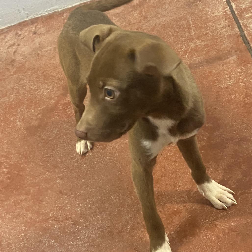 Croissant thumbnail 2