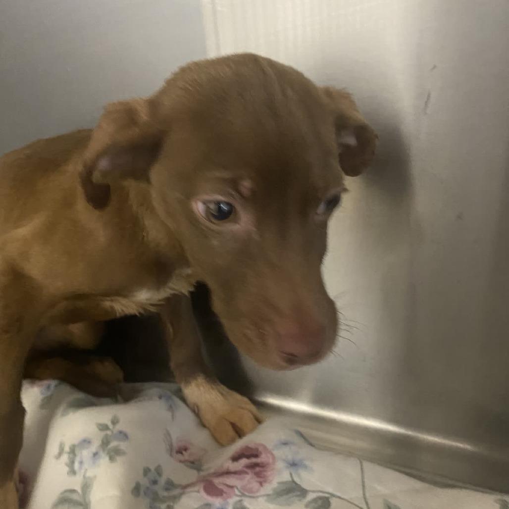 Croissant thumbnail 3