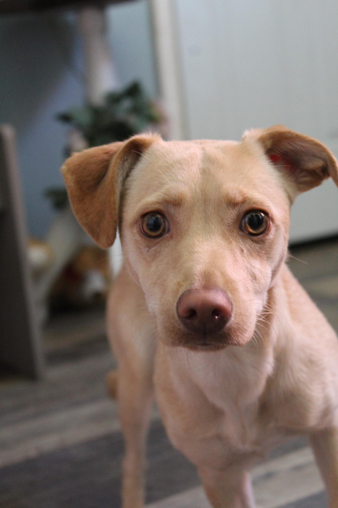 Stormy, a Adopted mixed breed in Rialto, CA image 1/3