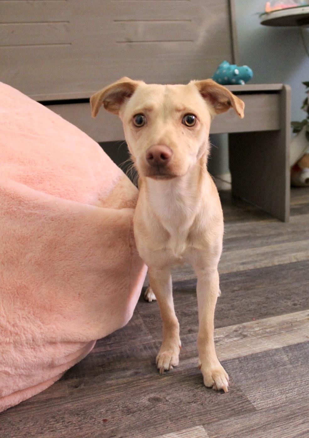 Stormy, a Adopted mixed breed in Rialto, CA image 2/3