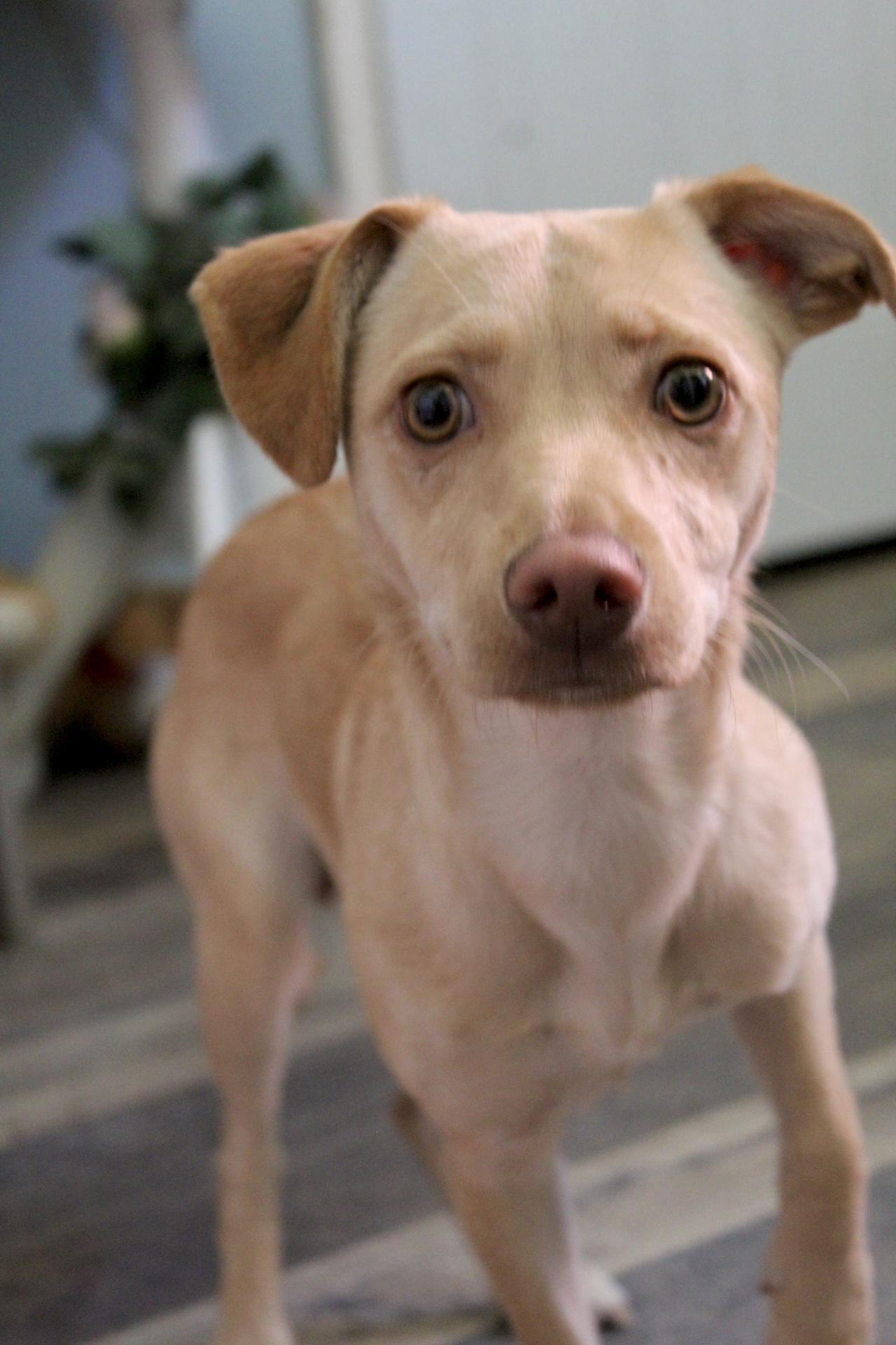 Stormy, a Adopted mixed breed in Rialto, CA image 3/3
