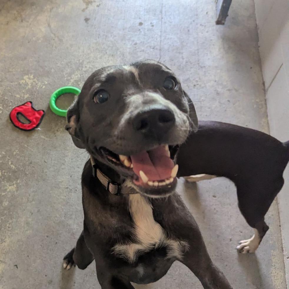 Enlarge Chips, a Adoptable mixed breed in Ocala, FL image 3/4