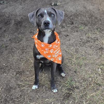 Enlarge Chips, a Adoptable mixed breed in Ocala, FL image 1/6