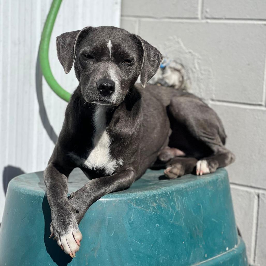 Enlarge Chips, a Adoptable mixed breed in Ocala, FL image 3/6
