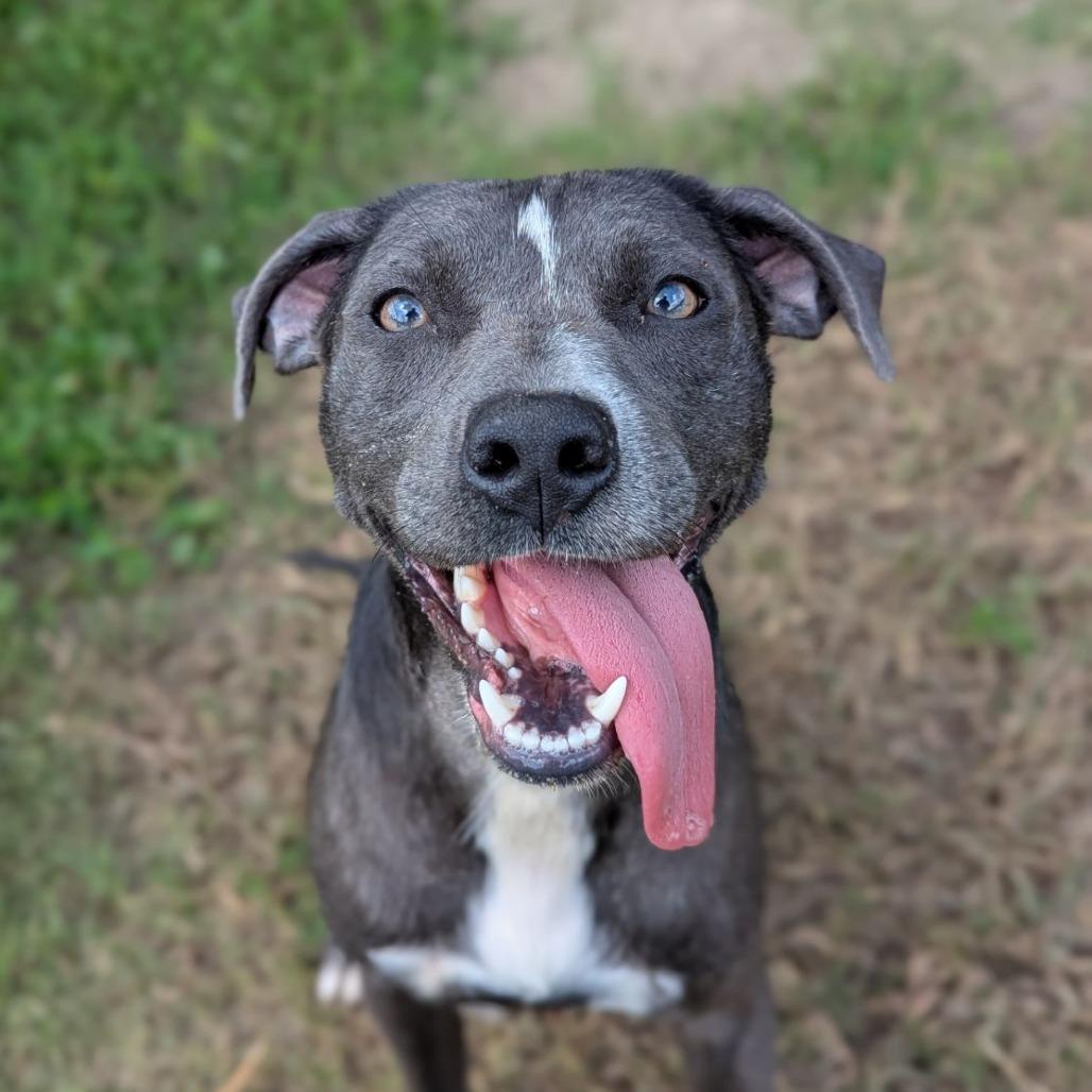 Enlarge Chips, a Adoptable mixed breed in Ocala, FL image 2/4