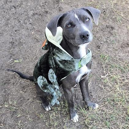 Chips, Adoptable, Young Male Labrador Retriever & Mixed Breed.