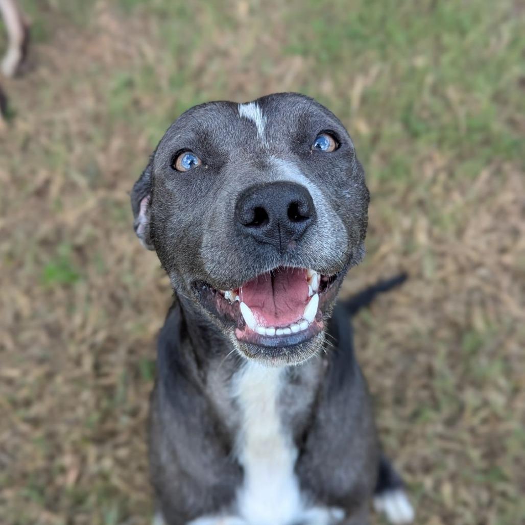 Enlarge Chips, a Adoptable mixed breed in Ocala, FL image 4/4