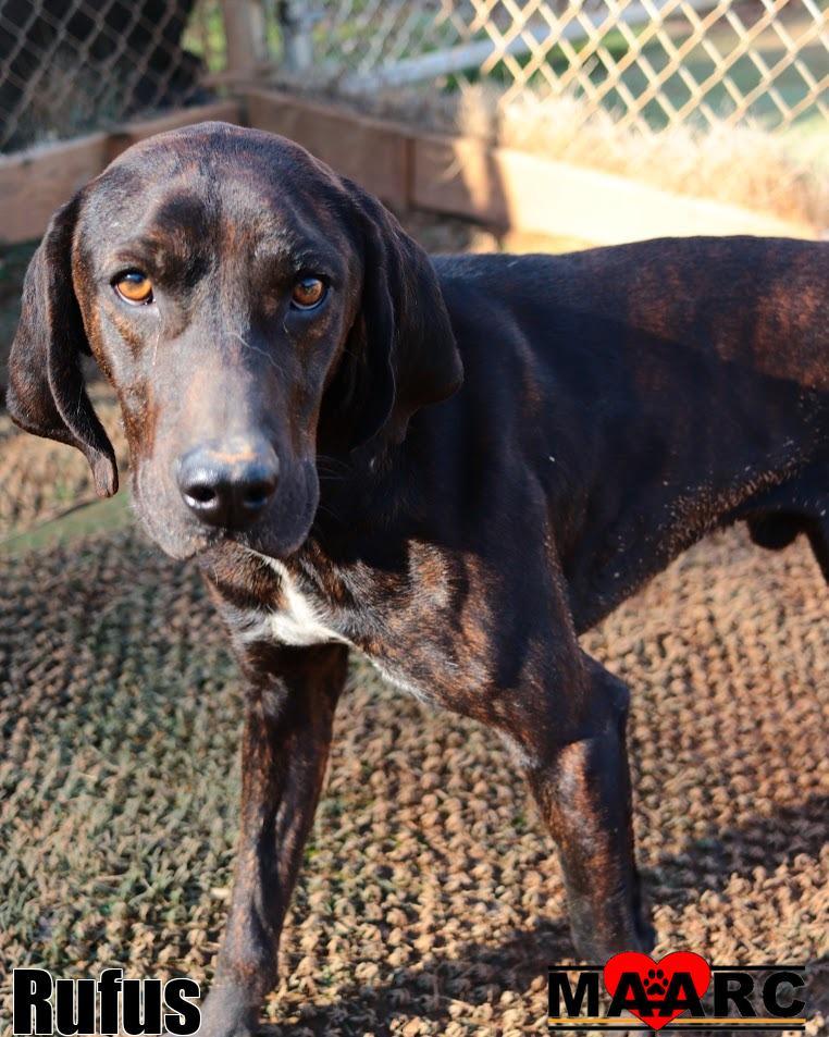 Enlarge Rufus, a Adoptable Hound in Maryville, TN image 1/4