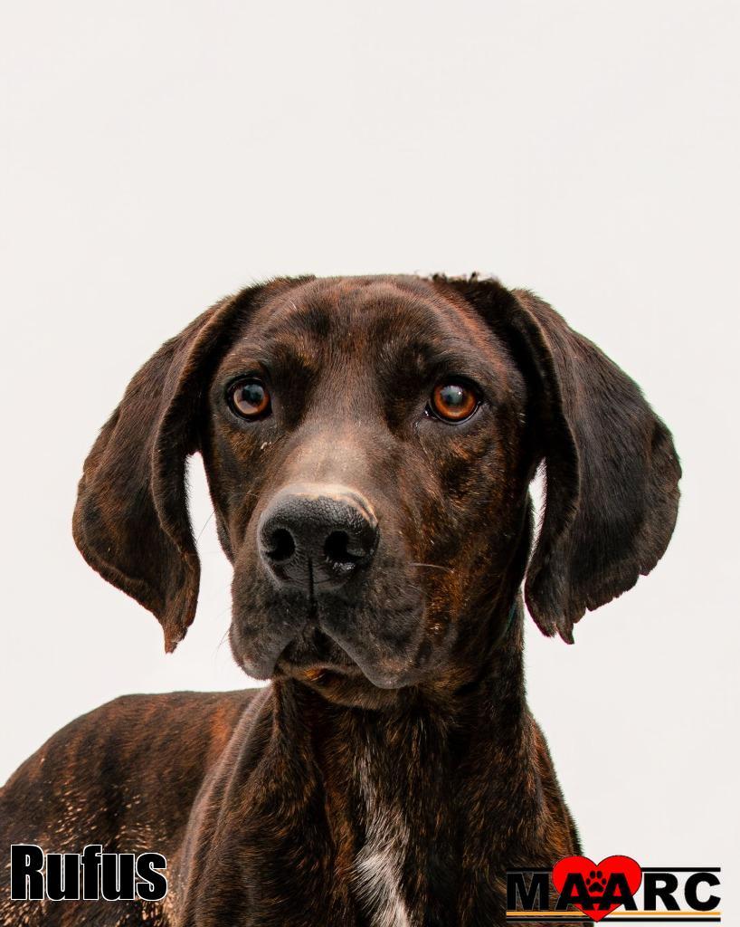Enlarge Rufus, a Adoptable Hound in Maryville, TN image 2/4