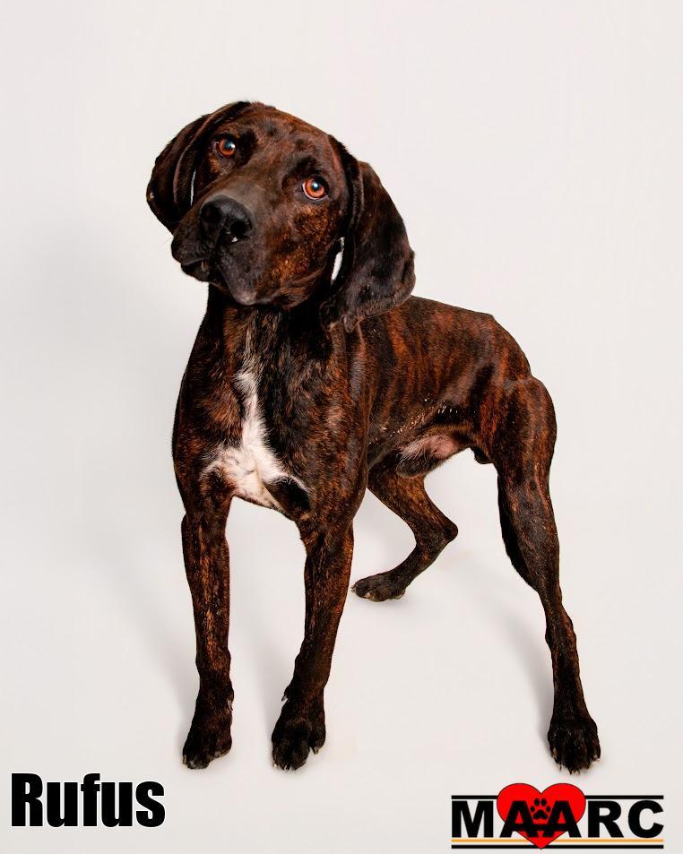 Enlarge Rufus, a Adoptable Hound in Maryville, TN image 3/4