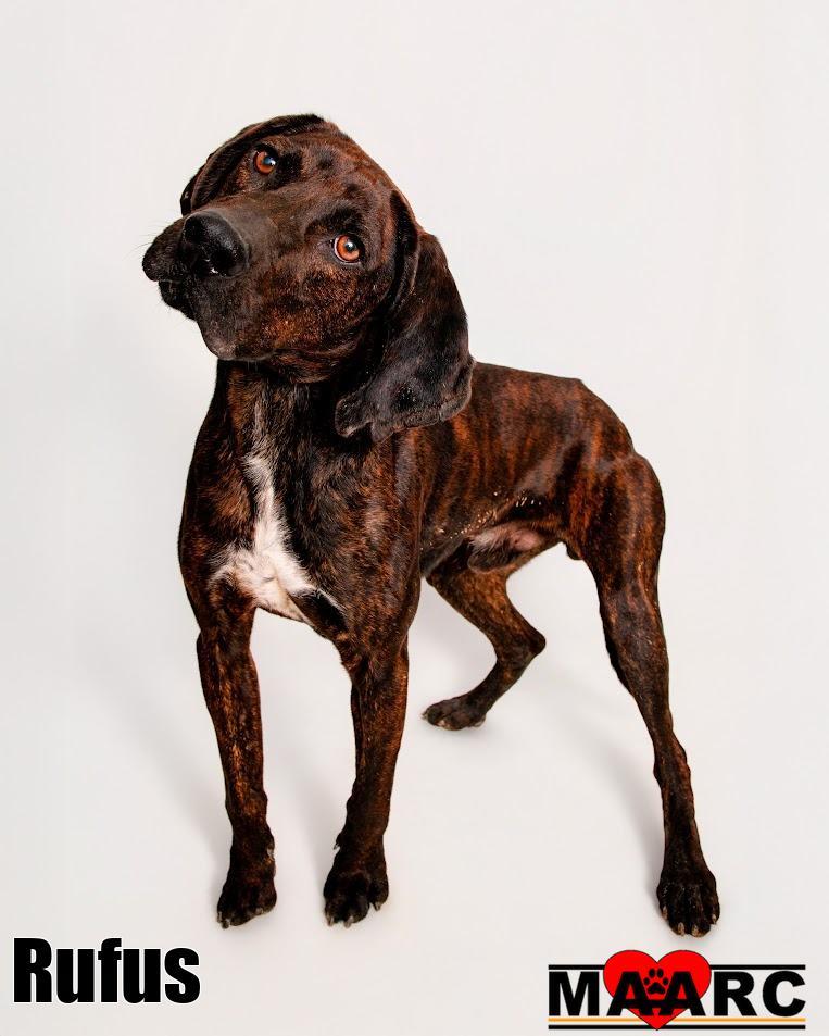 Enlarge Rufus, a Adoptable Hound in Maryville, TN image 4/4