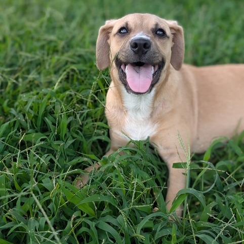 Clyde, Adoptable, Young Male Terrier & Mixed Breed.