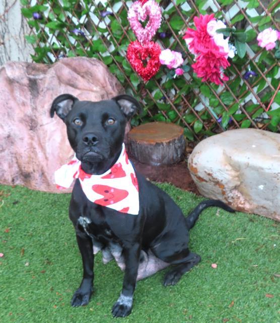 ARWEN, Adoptable, Adult Female Pit Bull Terrier & Mixed Breed.