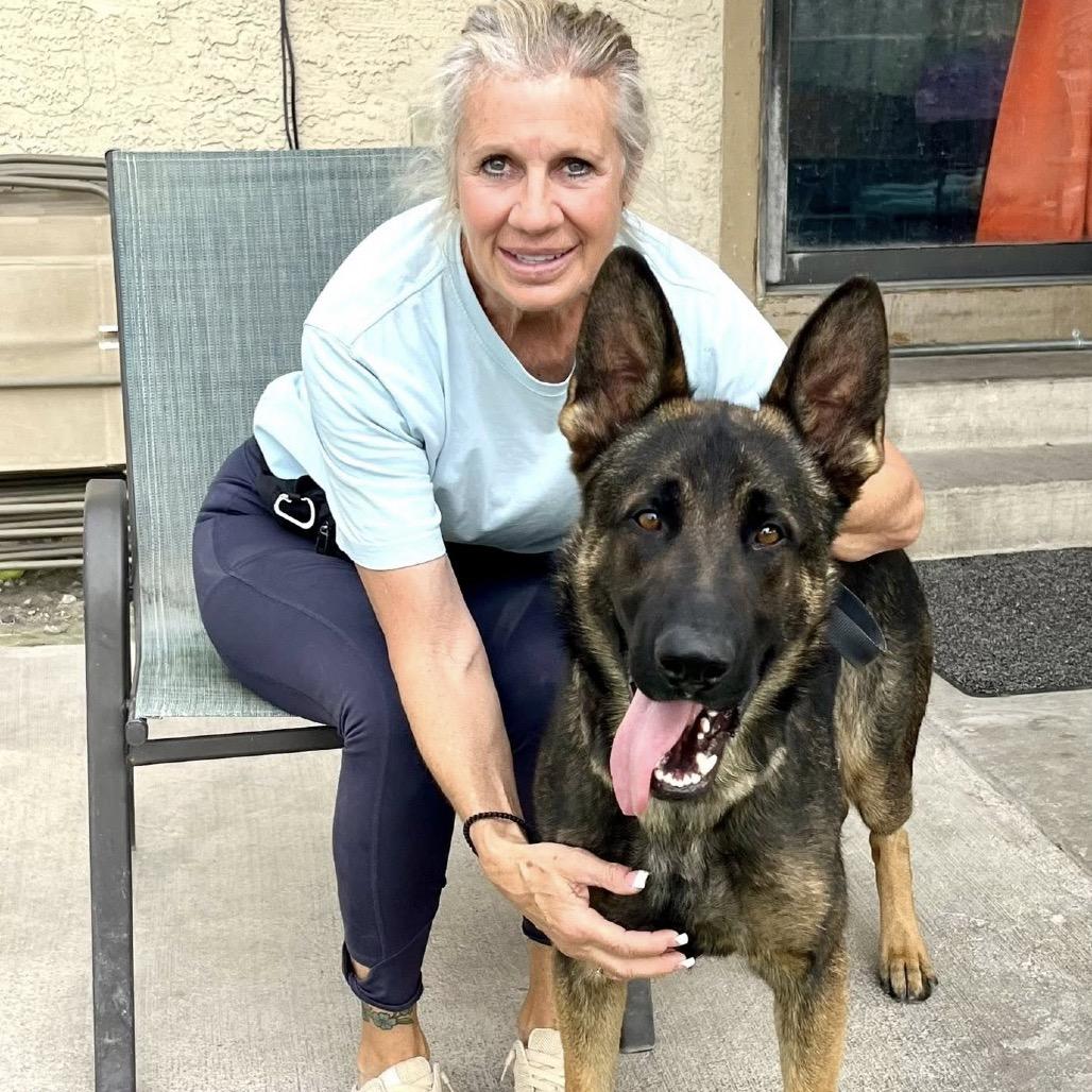 Rizzo, Adoptable, Adult Male German Shepherd Dog.