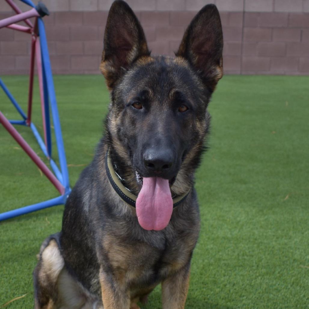 Enlarge Rizzo, a Adoptable German Shepherd Dog in North Las Vegas, NV image 2/2