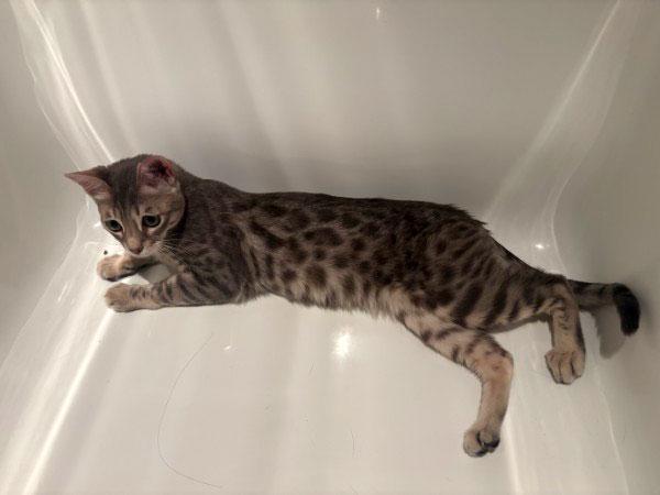 Dots, an adopted mixed breed in Brooklyn, NY image 4/4