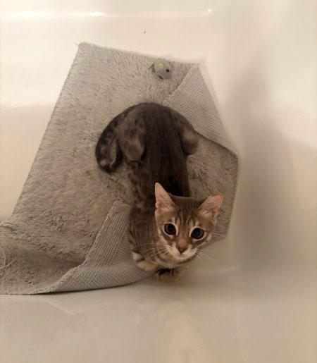 Dots, an adopted mixed breed in Brooklyn, NY image 2/4