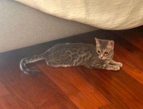 Dots, an adopted mixed breed in Brooklyn, NY image 3/4