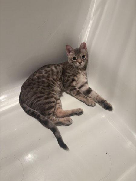 Dots, adopted, Young Male Bengal & Domestic Short Hair.