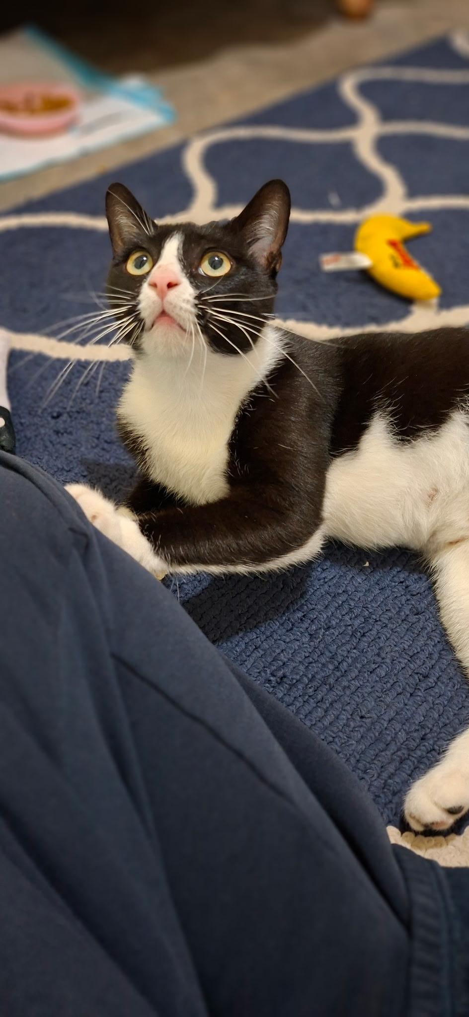 Enlarge Juliette- Your New Best Friend, a Adoptable American Shorthair in Manchester, VT image 2/6