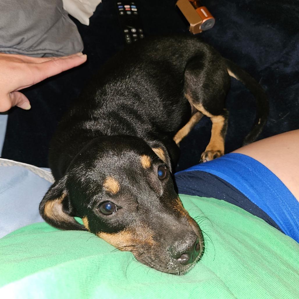 Alma (Alamo), Adoptable, Puppy Female Dachshund & Miniature Pinscher.