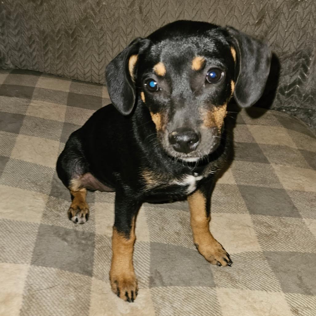 Alma (Alamo), a Adoptable mixed breed in Huntsville, AL image 2/6