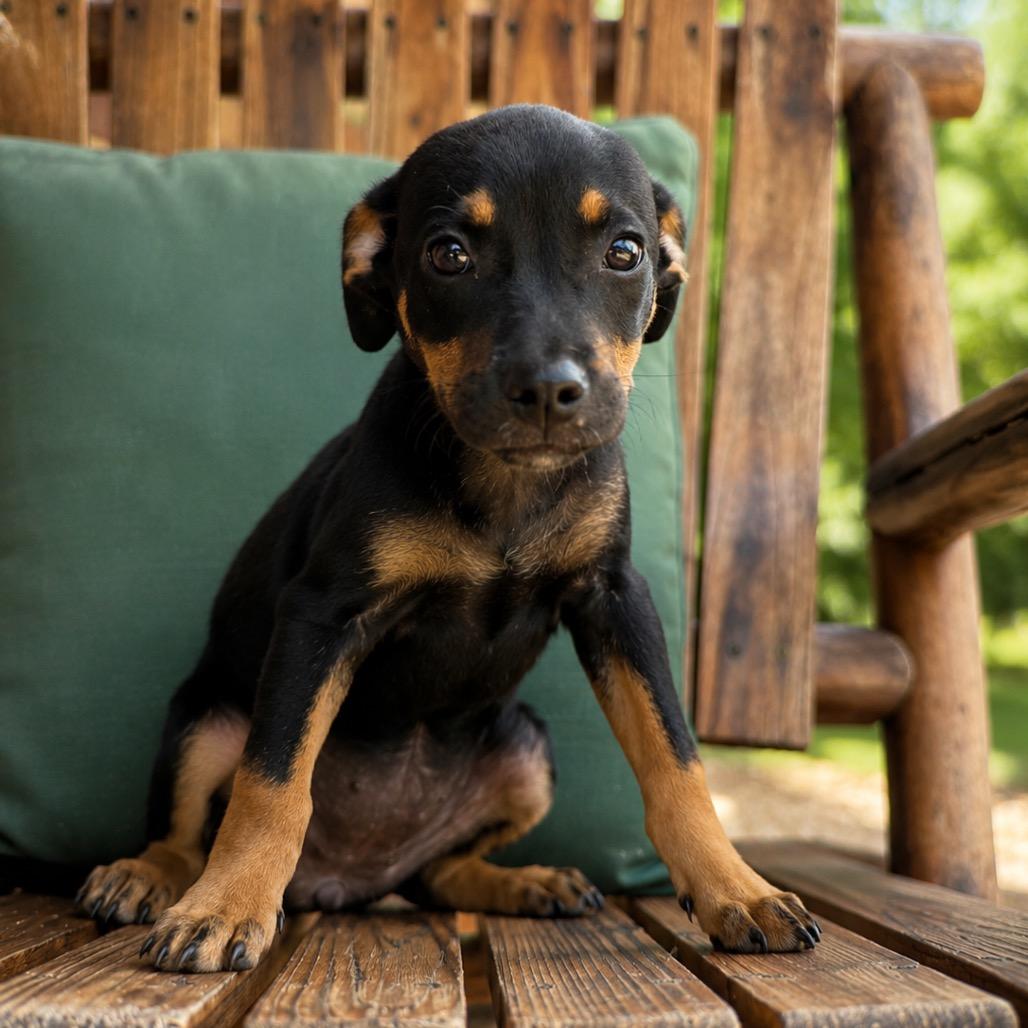 Alma (Alamo), a Adoptable mixed breed in Huntsville, AL image 3/6