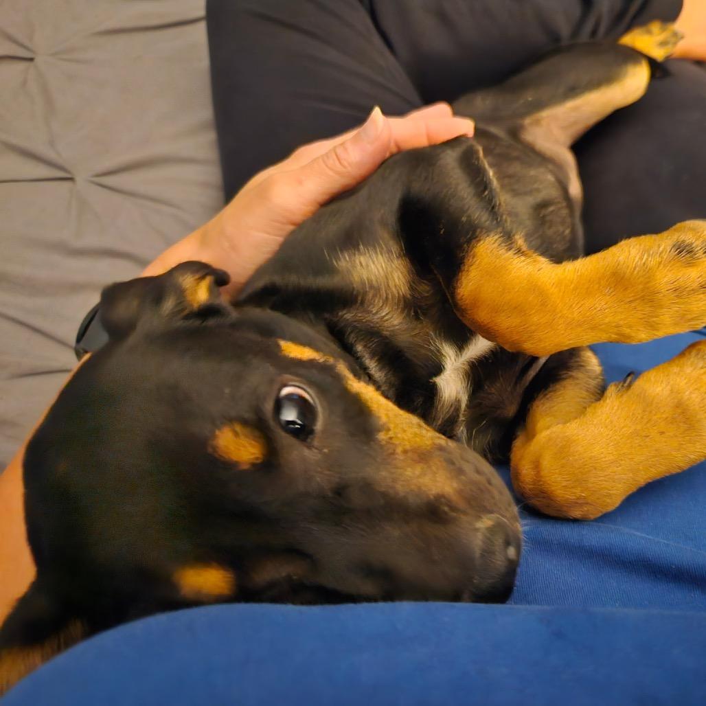 Alma (Alamo), a Adoptable mixed breed in Huntsville, AL image 4/6