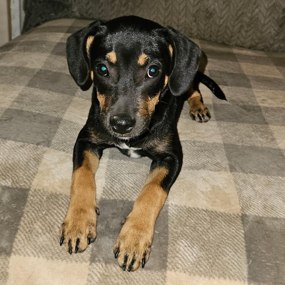 Alma (Alamo), a Adoptable mixed breed in Huntsville, AL image 5/6