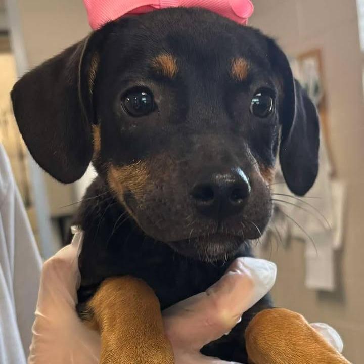 Alma (Alamo), a Adoptable mixed breed in Huntsville, AL image 6/6