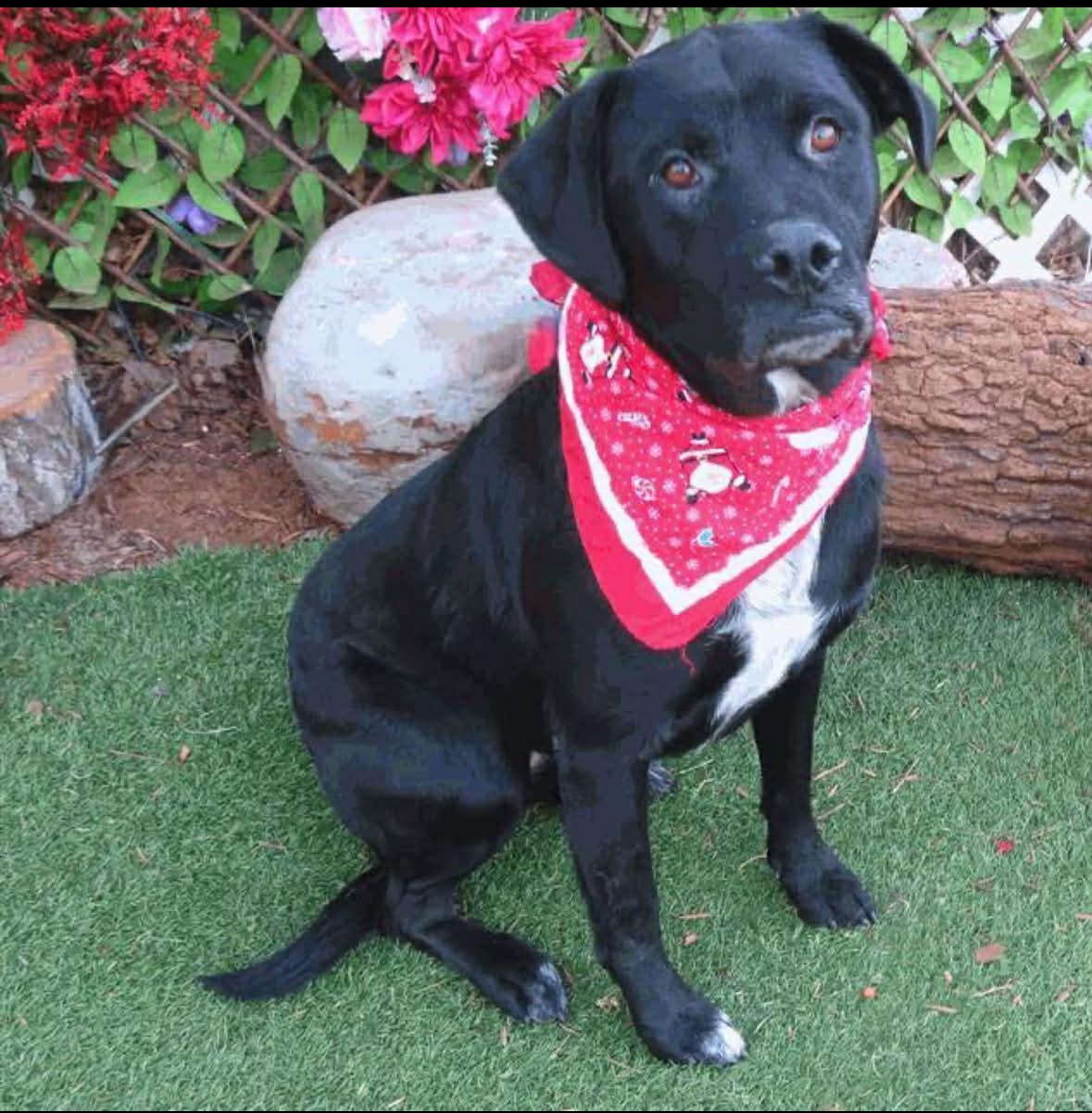 Tip, adopted, Adult Female Black Labrador Retriever.