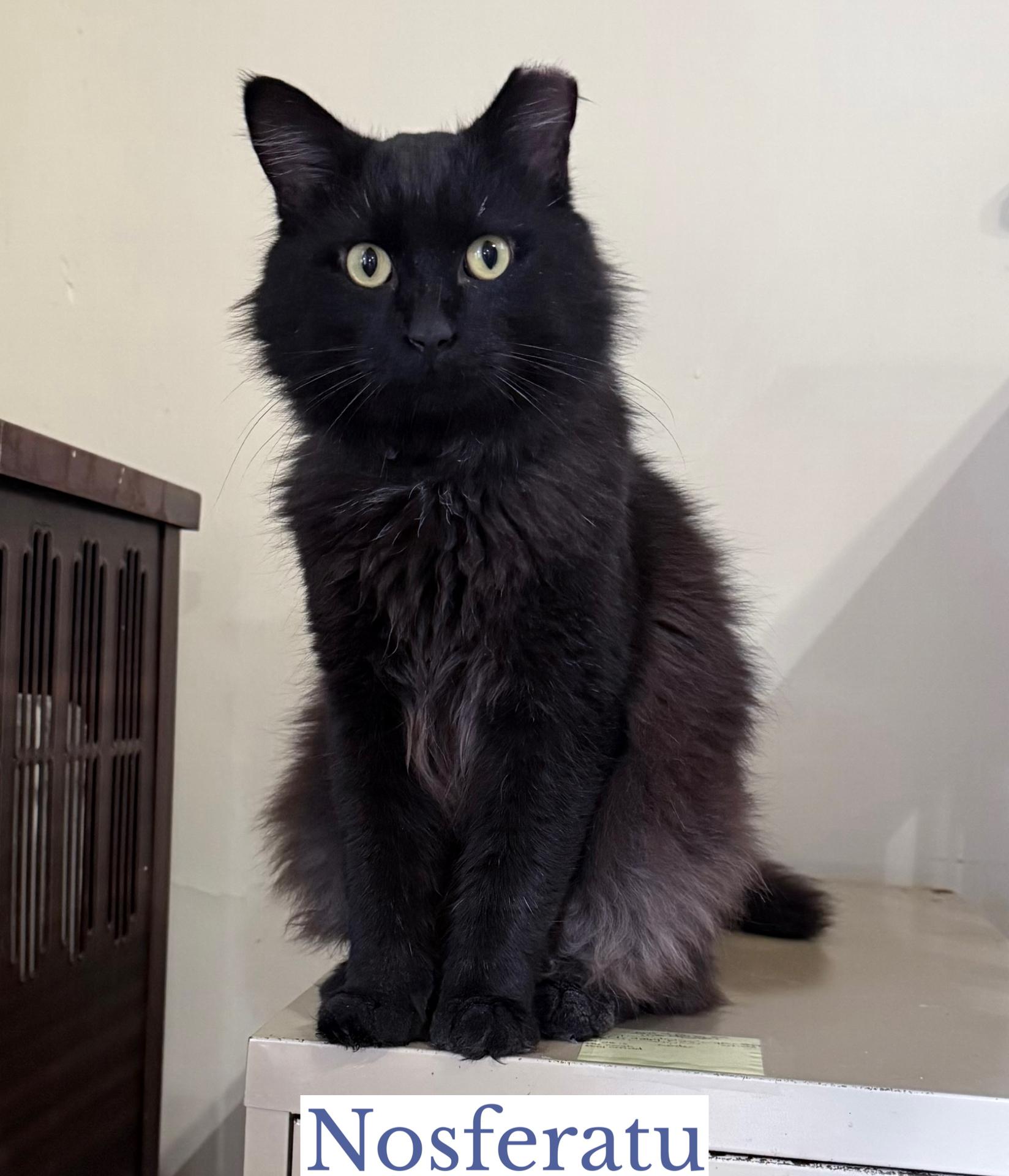 Nosferatu, an adoptable Domestic Long Hair in Berkeley Springs, WV image 2/6