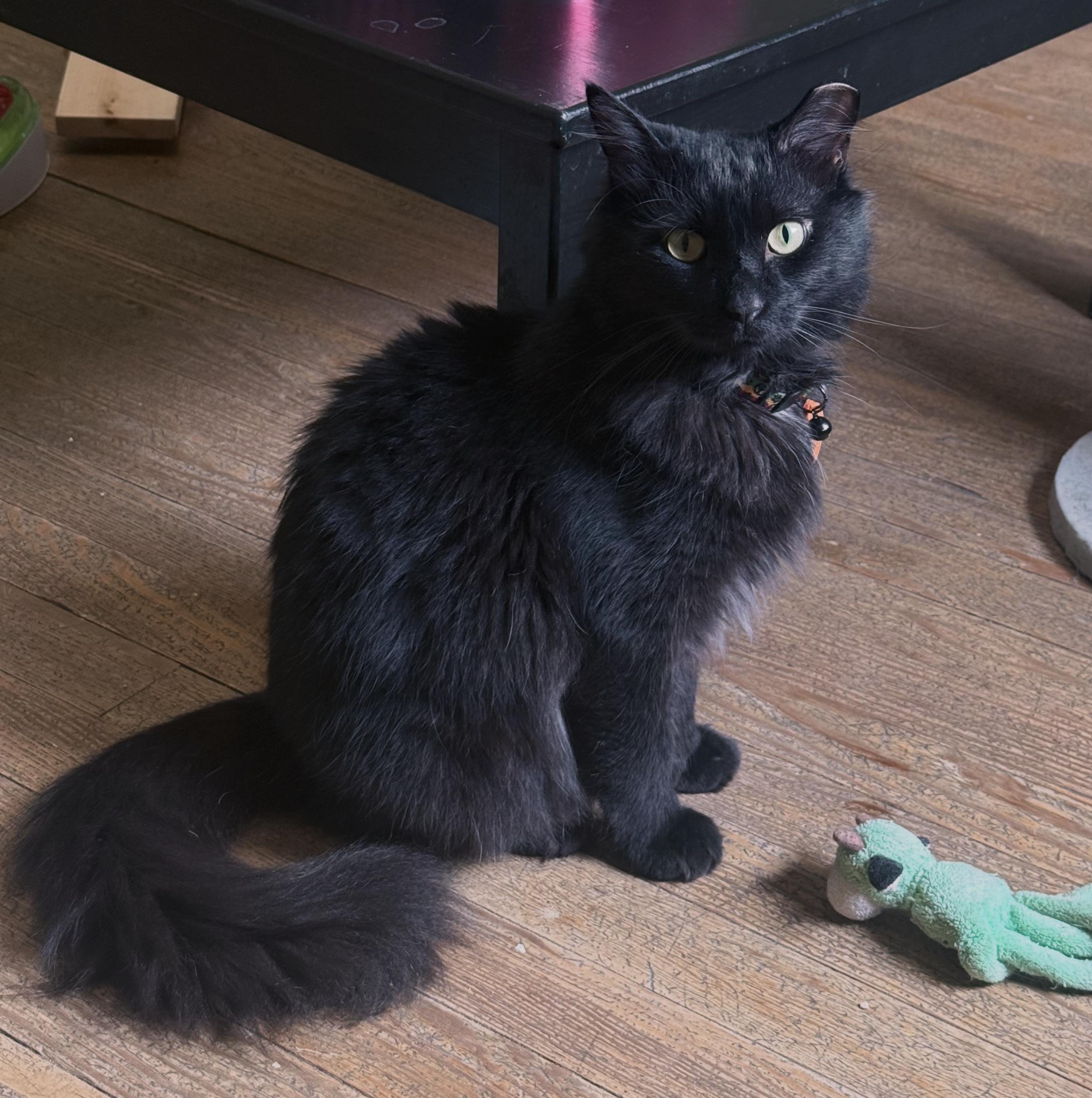 Nosferatu, an adoptable Domestic Long Hair in Berkeley Springs, WV image 1/6