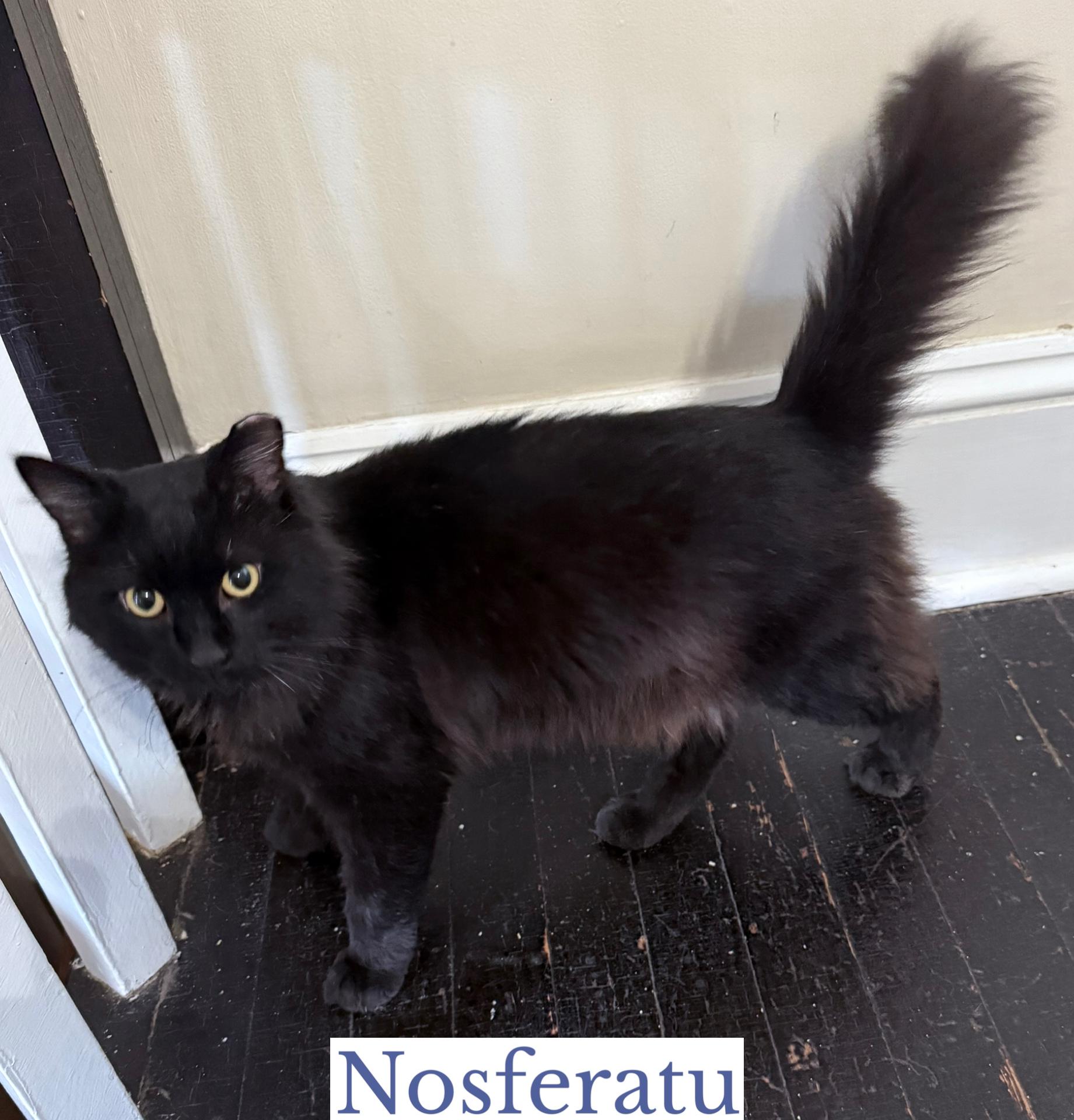 Nosferatu, an adoptable Domestic Long Hair in Berkeley Springs, WV image 4/6