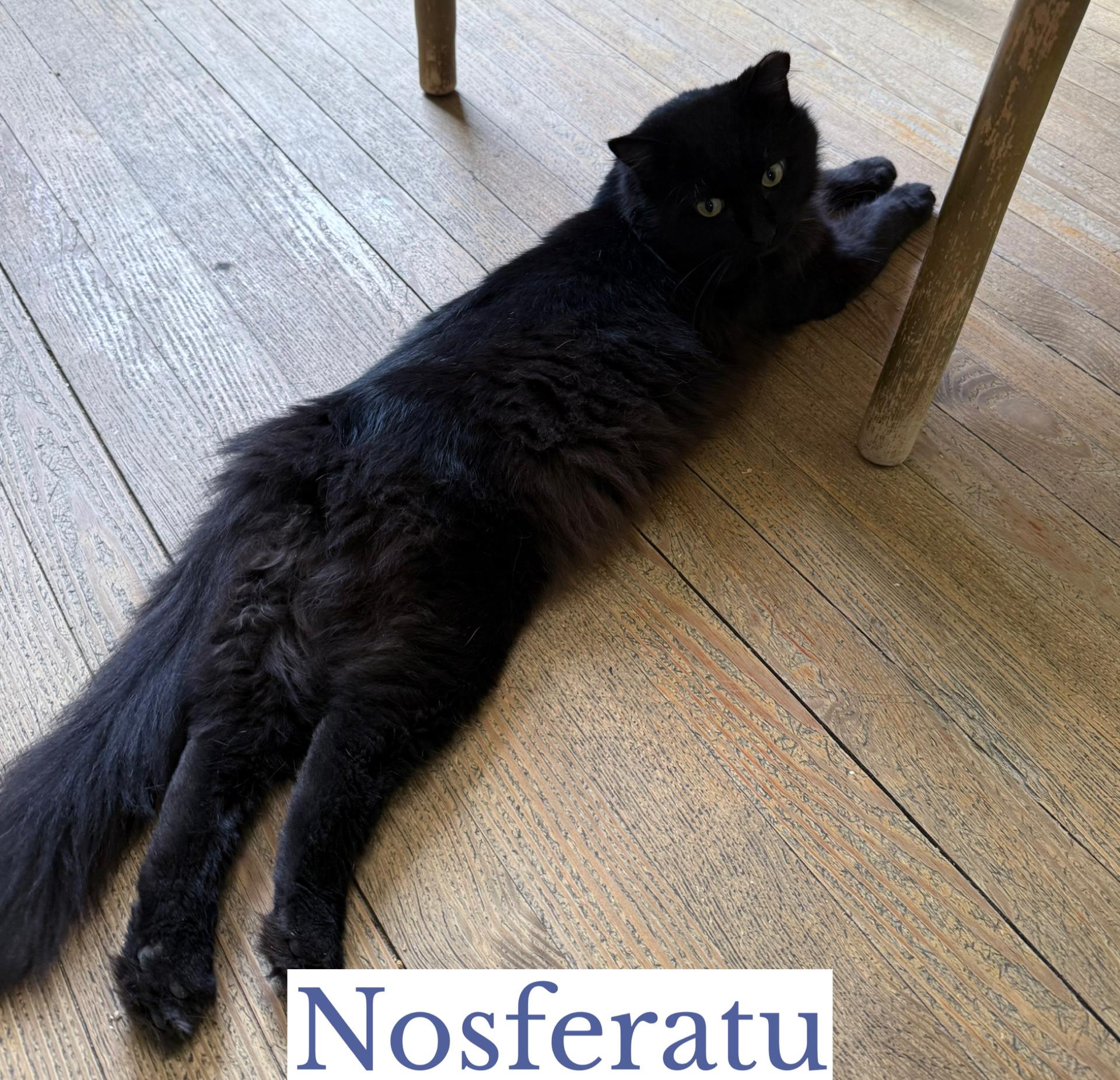 Nosferatu, an adoptable Domestic Long Hair in Berkeley Springs, WV image 5/6