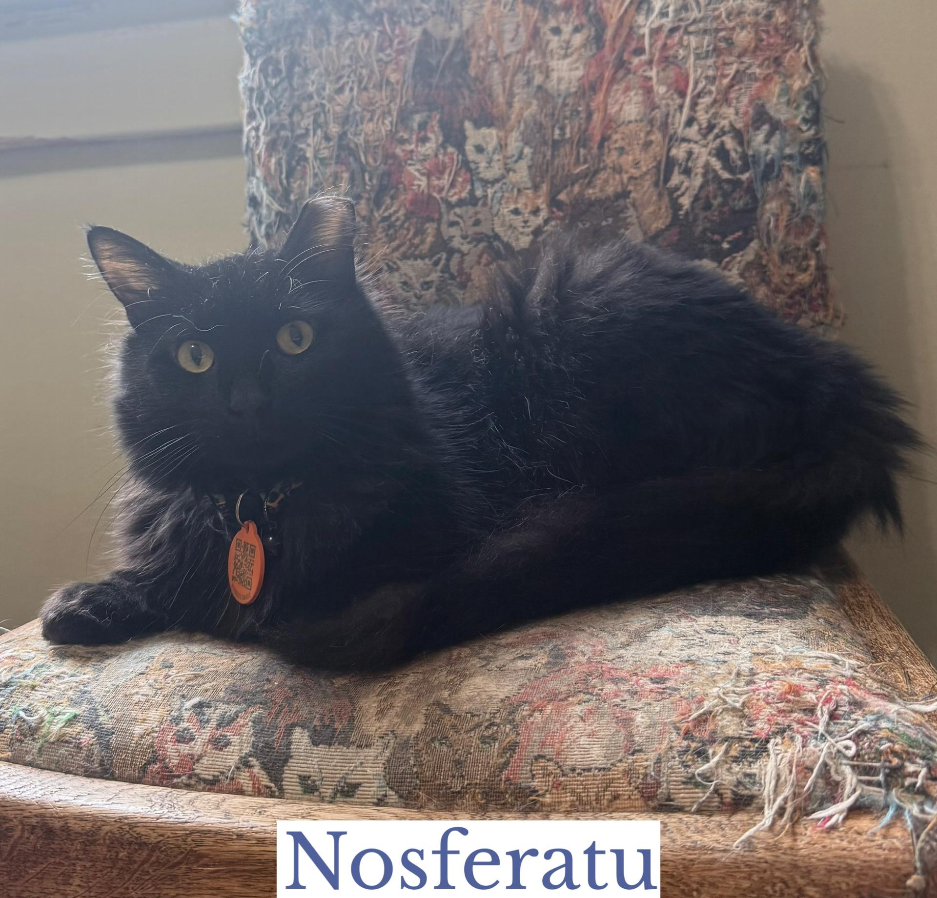 Nosferatu, an adoptable Domestic Long Hair in Berkeley Springs, WV image 3/6