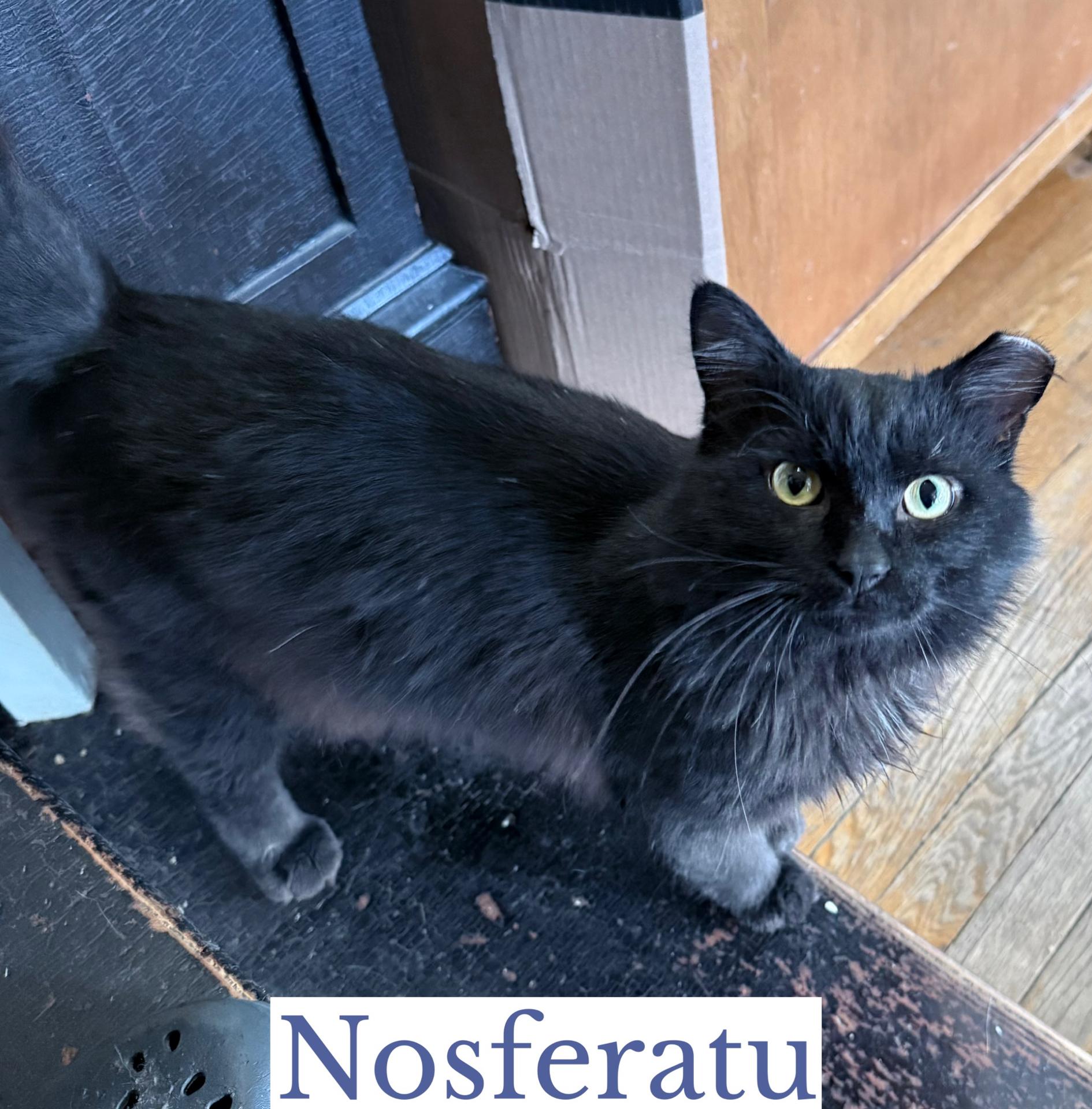 Nosferatu, an adoptable Domestic Long Hair in Berkeley Springs, WV image 6/6