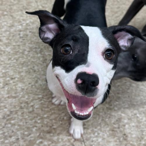 Nellie Mae, Adoptable, Young Female Mixed Breed.