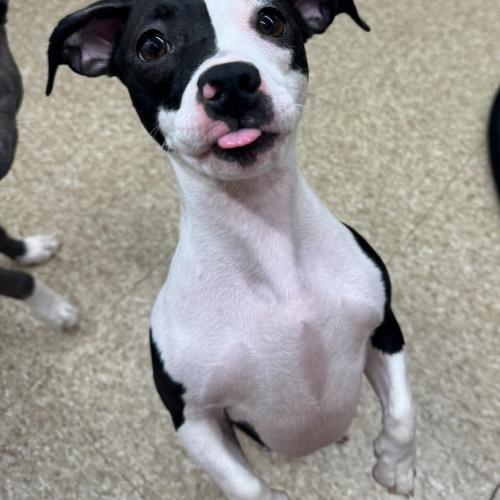 Nellie Mae, a Adoptable mixed breed in Hamden, CT image 2/3