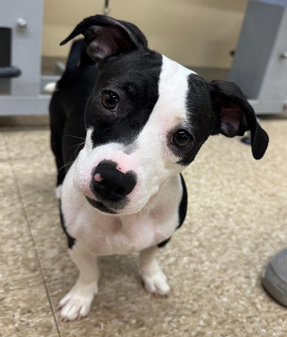 Nellie Mae, a Adoptable mixed breed in Hamden, CT image 3/3