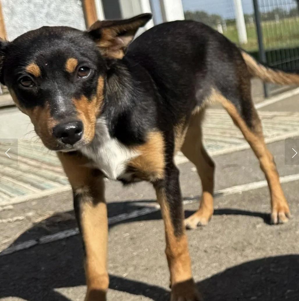 Enlarge Molly, a ADOPTABLE mixed breed in Davis, CA image 1/4